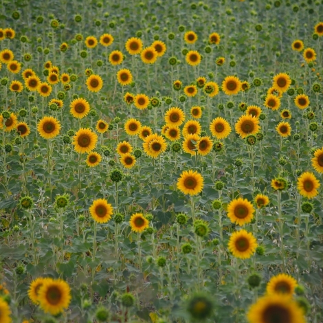 flor e sol, sol e flor