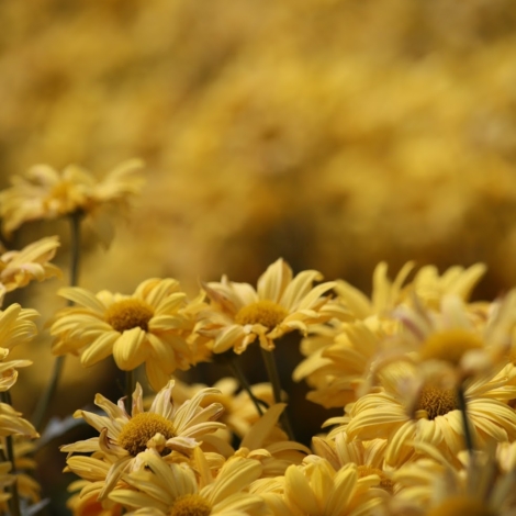 flor-rindo
